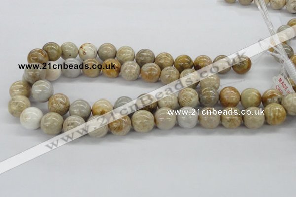 CFC65 15.5 inches 16mm round fossil coral beads wholesale