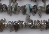 CCH646 15.5 inches 4*10mm - 6*14mm labradorite chips beads