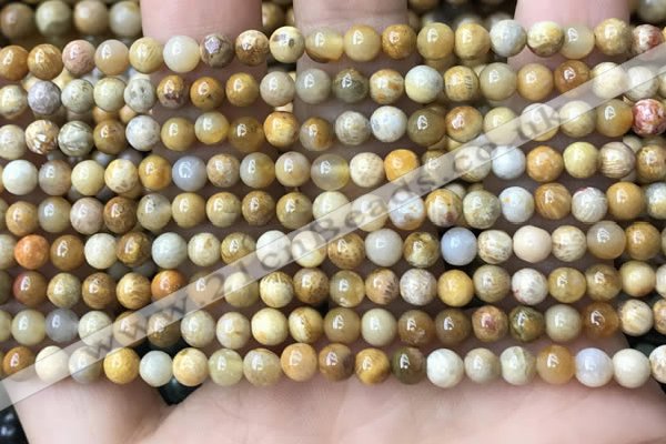 CFC320 15.5 inches 4mm round fossil coral beads wholesale