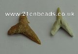 CGP541 15*25mm - 22*30mm shark teeth pendants wholesale