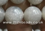 CMS1654 15.5 inches 12mm round grey moonstone beads wholesale