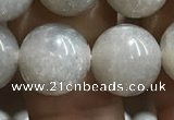 CMS1654 15.5 inches 12mm round grey moonstone beads wholesale