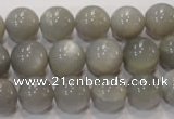 CMS307 15.5 inches 12mm round natural grey moonstone beads wholesale