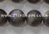 CMS861 15.5 inches 12mm round A grade natural black moonstone beads