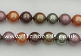 CSB312 15.5 inches 8mm round mixed color shell pearl beads