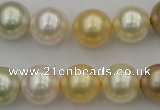 CSB372 15.5 inches 14mm round mixed color shell pearl beads